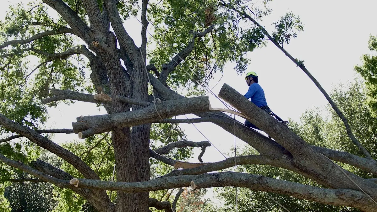 Professional Hazardous Tree Removal performed by certified arborists in Pioneer